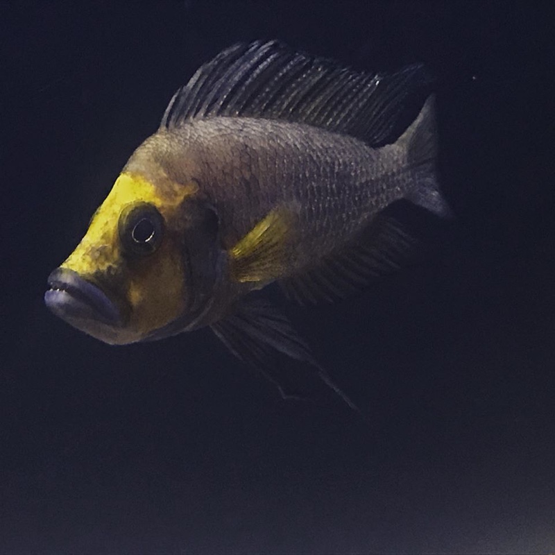 Altolamprologus compressiceps 'Kasanga'